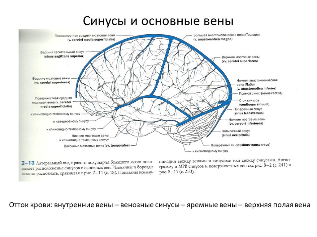 Отток крови от головного мозга. Синусы твёрдой мозговой оболочки гемодинамика. Синусы твердой мозговой оболочки Неттер. Венозные синусы твердой мозговой оболочки. Вены головного мозга синусы твердой мозговой оболочки.