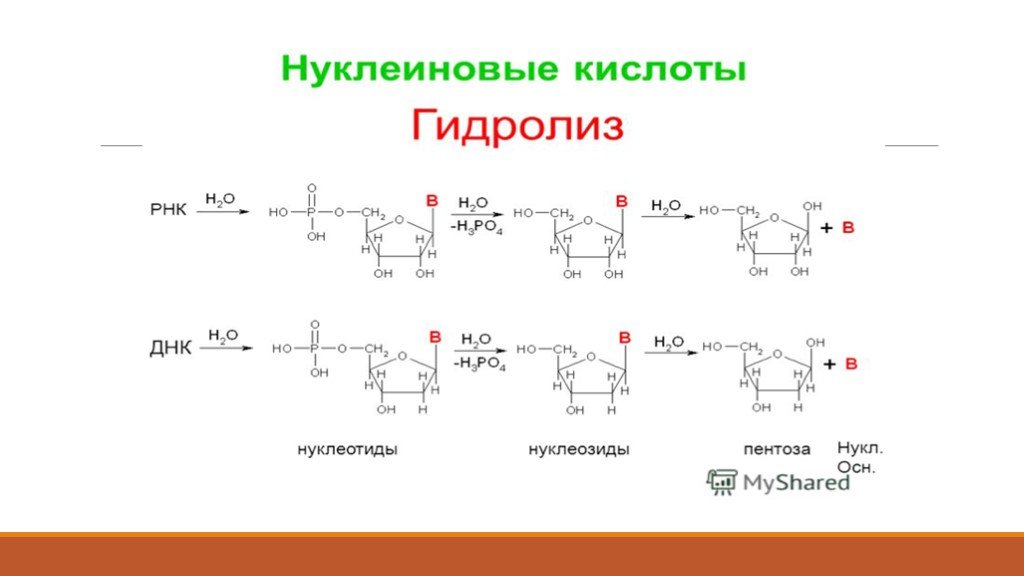 Нуклеиновые кислоты реакции. Схема гидролиза нуклеиновых кислот. Гидролиз ДНК реакция. Схема гидролиза нуклеиновых кислот биохимия. Гидролиз нуклеиновых кислот.