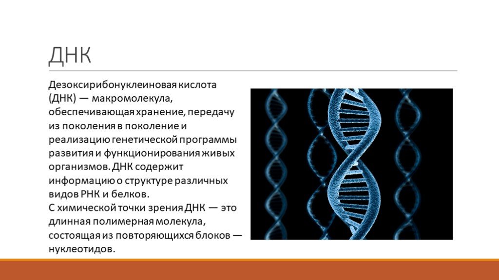 Структуру днк расшифровали. ДНК. ДНК определение. Расшифровка молекулы ДНК. ДНК для презентации.