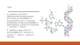 ДНК: А - фрагмент нити ДНК, образованной чередующимися остатками дезоксирибозы и фосфорной кислоты. К первому углеродному атому дезоксирибозы присоединено азотистое основание: 1 - цитозин; 2 - гуанин; Б - двойная спираль ДНК: Д - дезоксирибоза; Ф - фосфат; А - аденин; Т - тимин; Г - гуанин; Ц – цито