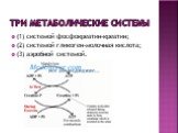 Три метаболические системы. (1) системой фосфокреатин-креатин; (2) системой гликоген-молочная кислота; (3) аэробной системой.