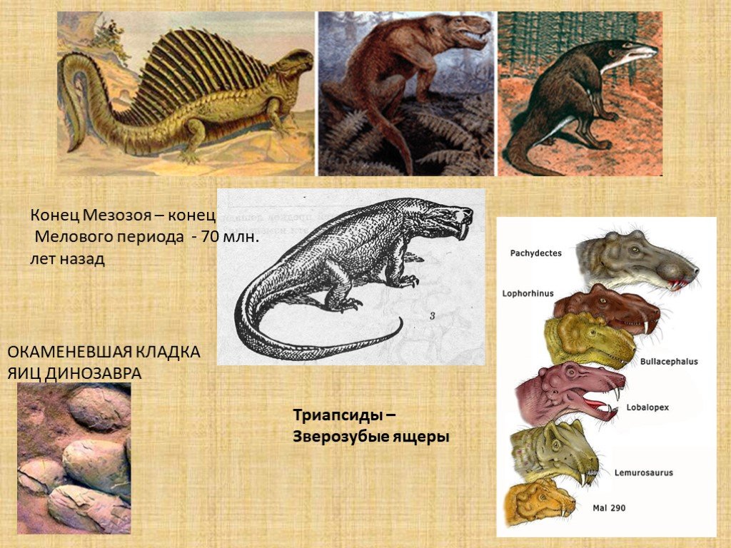 Млекопитающие произошли от пресмыкающихся. Предки млекопитающих зверозубые ящеры. Зверозубый ящер. Переходные формы между пресмыкающимися и млекопитающими. Переходные формы зверозубый ящер.