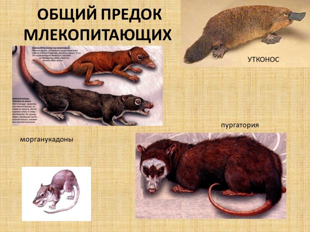 Приведите доказательства происхождения млекопитающих от древних пресмыкающихся