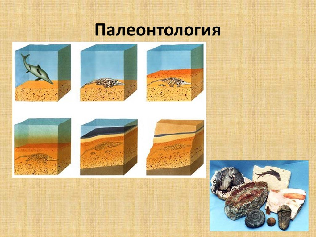 Палеонтология презентация 8 класс