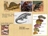 Триапсиды – Зверозубые ящеры. ОКАМЕНЕВШАЯ КЛАДКА ЯИЦ ДИНОЗАВРА. Конец Мезозоя – конец Мелового периода - 70 млн. лет назад