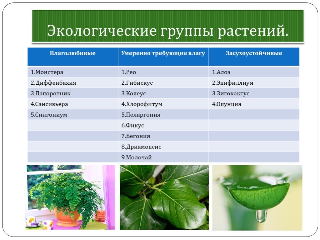 Изучите таблицу в которой 2 группы растений. Экологические группы растений. Экологические группы растений таблица. Растения разных экологических групп. Схема экологические группы растений.
