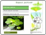 Водные растения Лимнобиум