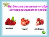 Выберите растение плодом которого является ягода: малина томат клубника