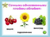 Сочными односеменными плодами обладает: вишня подсолнечник виноград