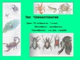 Тип Членистоногие (Уроки РК по биологии 7 класс). Многообразие ракообразных. Паукообразные и их роль в природе