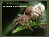 Класс паукообразных включает так же клещей, скорпионов, сенокосцев. Всего известно ок. 30 000 видов пауков
