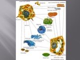 Строение эукариотической клетки Слайд: 16