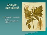 Дурман звичайний. Алкалоїд гіосціамін та ін. Атропіноподібний ефект.