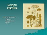 Цикута отруйна. Цикутотоксин – судомо-паралітитчна отрута.