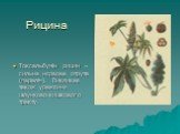 Рицина. Токсальбумін рицин – сильна нервова отрута (параліч). Викликає також ураження шлунково-кишкового тракту.