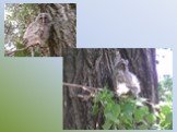 Биология совы ушастой в антропогенном ландшафте города Майкопа Слайд: 23