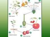 Размножение и оплодотворение у растений Слайд: 5