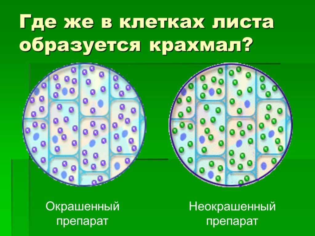 Крахмал в клетках животных. Где образуется крахмал. Крахмал в клетках растений. Где в клетках образуется крахмал.