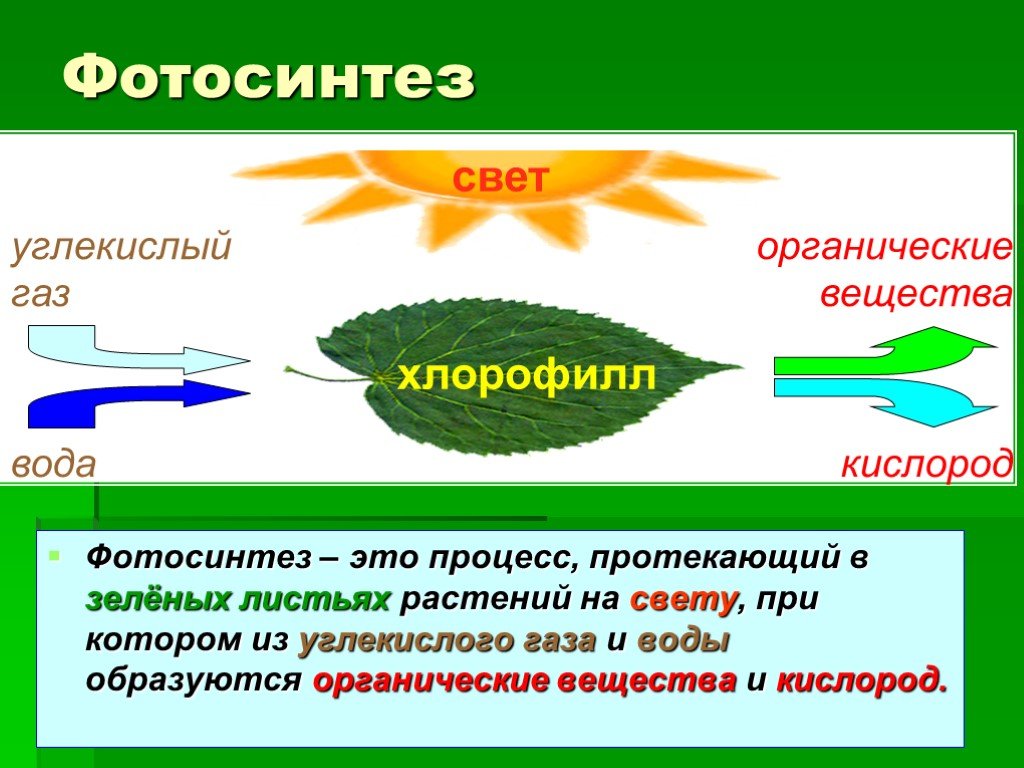 Кислород углекислый газ вода солнечный свет. Фотосинтез. Процесс фотосинтеза. Питание растений. Воздушное питание растений фотосинтез.