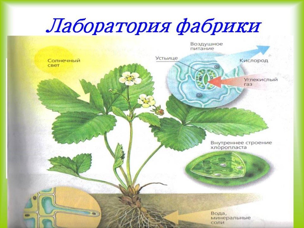 Фотосинтез 5 класс презентация