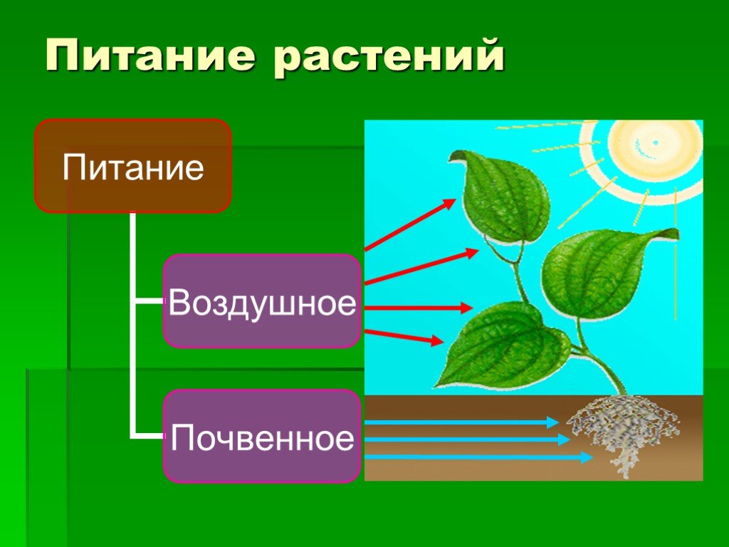 Биология 6 класс пасечник фотосинтез презентация