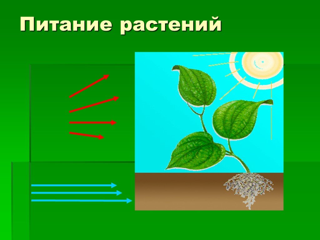 Воздушное питание фотосинтез презентация