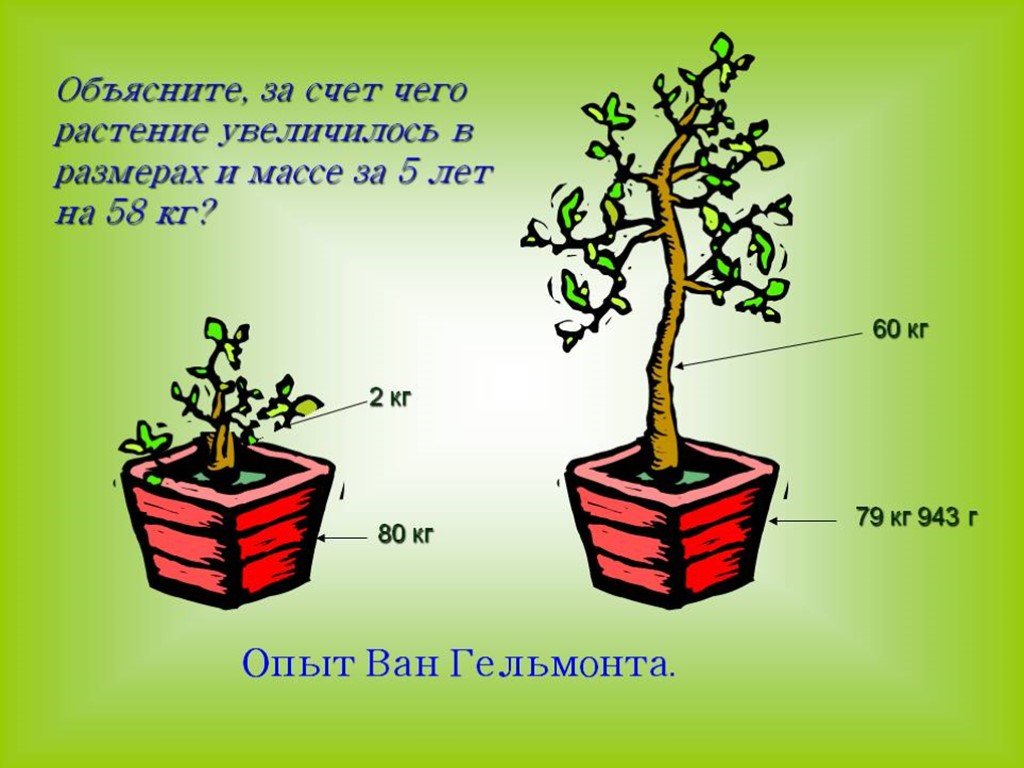 Масса растений. Эксперимент Ван Гельмонта. Опыт Ян Ван Гельмонта. Опыт Яна Ван Гельмонта фотосинтеза. Опыт Ван Гельмонта фотосинтез.