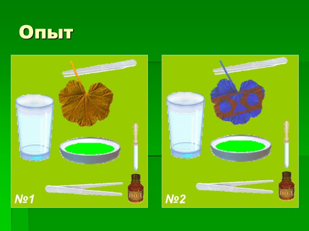 Дерево эксперимента. Опыты с растениями для детей. Эксперименты с растениями для детей. Опыты с растениями для дошкольников. Схемы опытов с растениями.