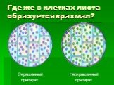 Где же в клетках листа образуется крахмал? Неокрашенный препарат. Окрашенный препарат