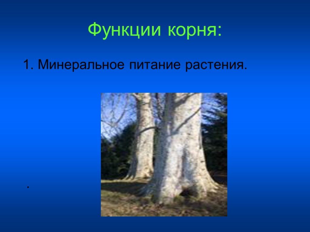 2 функции корня. Функции корня минеральное питание. 2 Функции корней. Корень 5 класс. Корень мин.