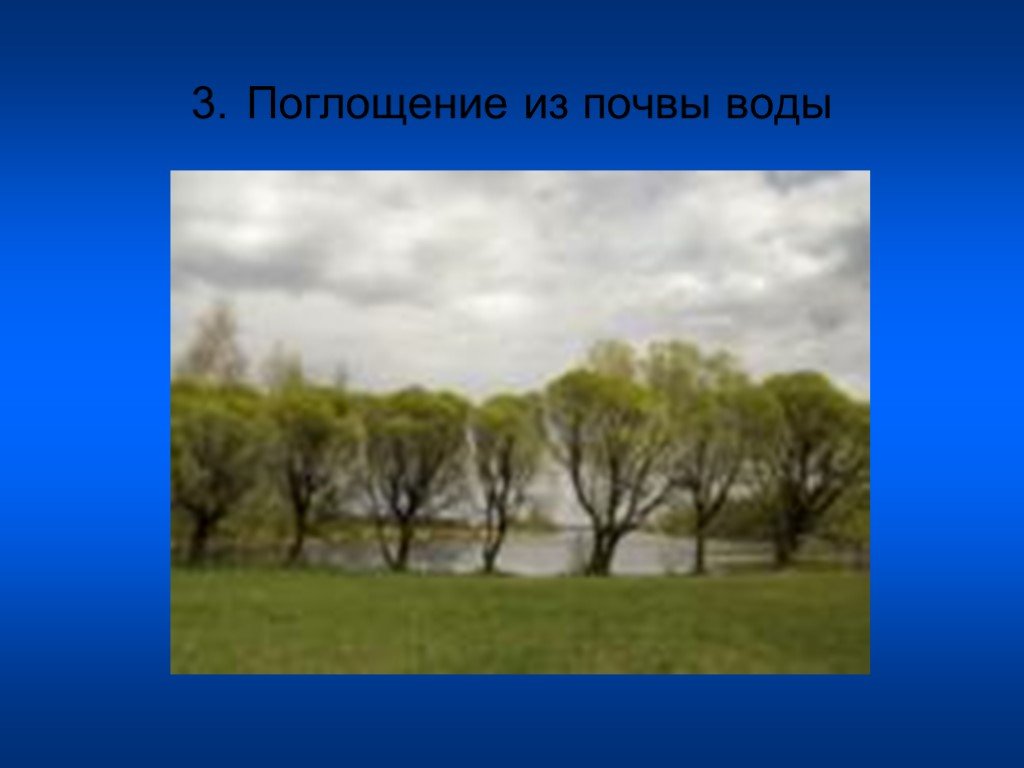 Береза в сутки поглощает из почвы 40