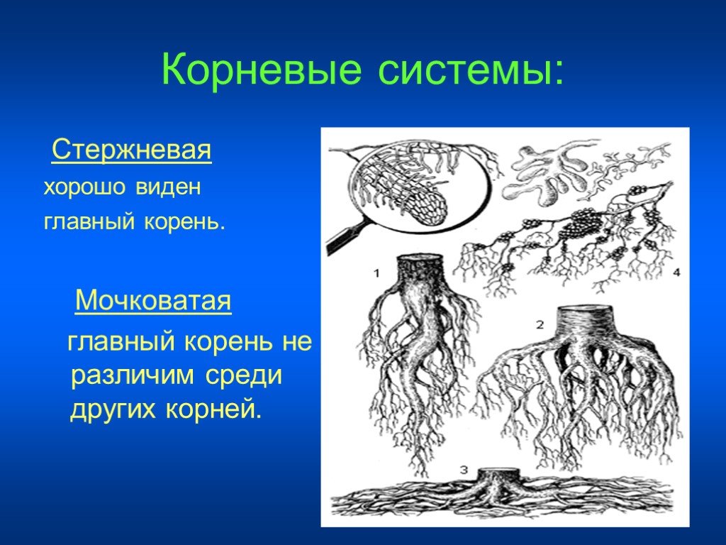 Урок корни презентация. Дополнительные корни. Стержневой корень зарисовка. Остальной корень. Среди корней.