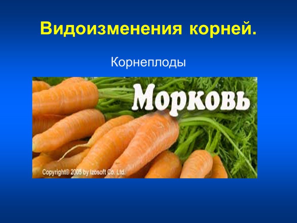 Морковь какой корень. Видоизменение корня моркови. Видоизменение корнеплода моркови. Корнеплод моркови является видоизменением. Корнеплод это видоизменение.