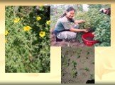 Выращивание кустарников из семян в условиях Амгинского улуса Слайд: 16