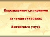 Выращивание кустарников из семян в условиях Амгинского улуса