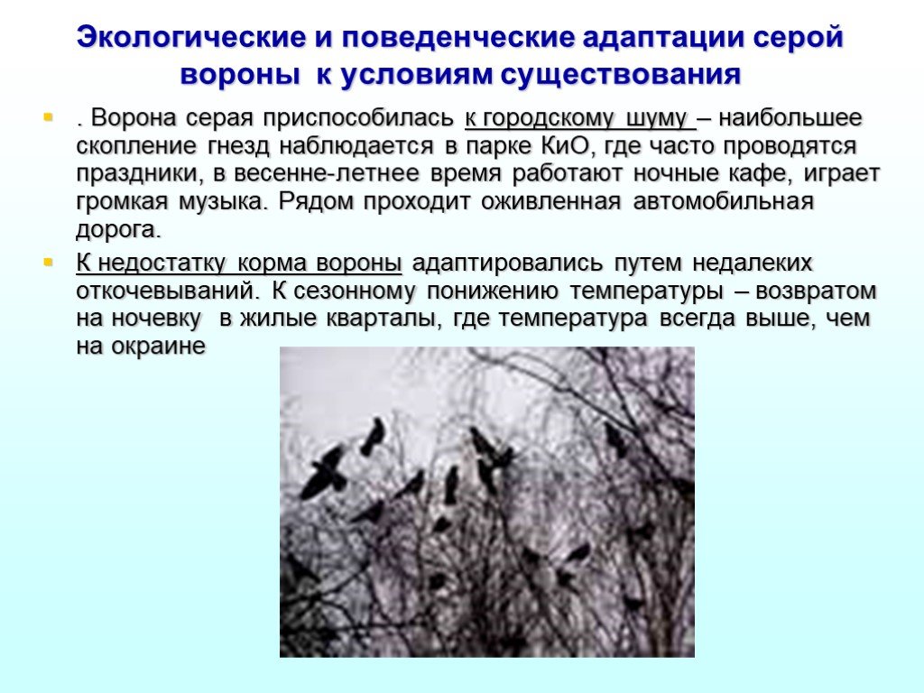 Антропогенные факторы в жизни серой вороны. Экологические адаптации. Адаптация ворон. Адаптация вороны. Экологическая ниша вороны серой.