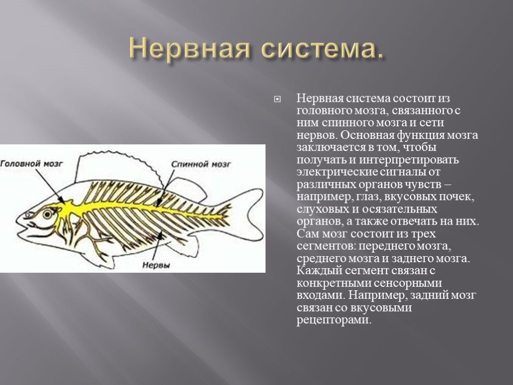 Нервная система рыб картинка