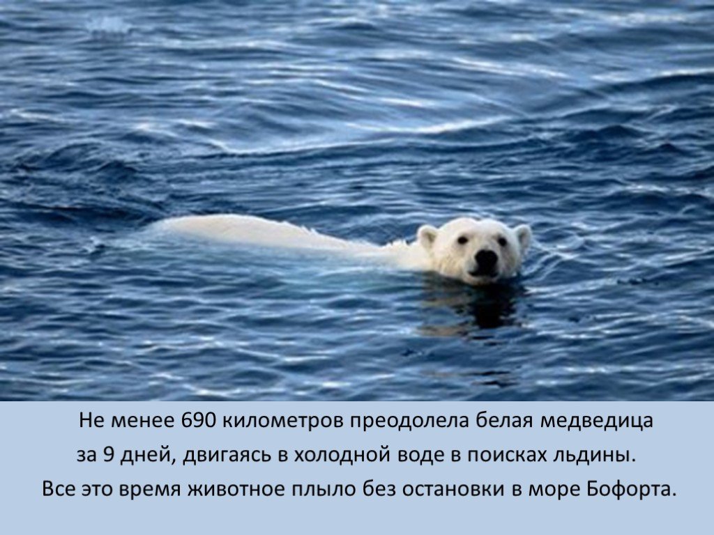 Скорость бега белого медведя. Белый медведь плывет. Интересные факты о белом медведе. Белый медведь факты плавает. Как передвигается белый медведь.