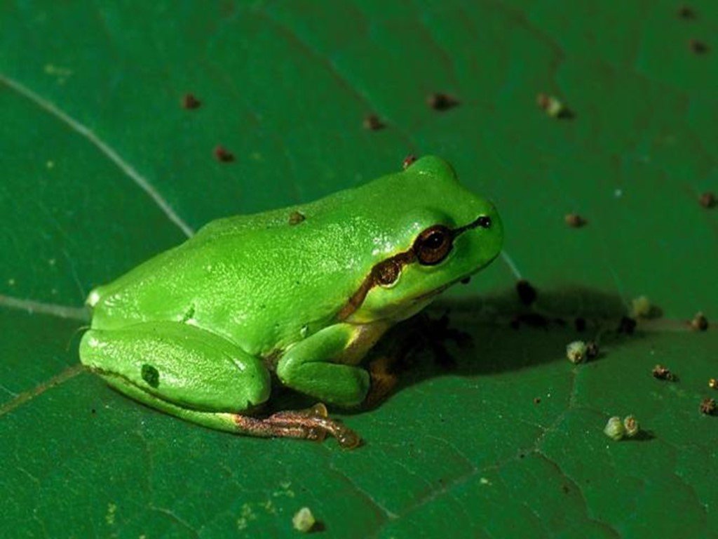 Млекопитающее зеленого цвета. Лягушки Геншин. Зеленушка лягушка. Зеленая лягушка. Салатовая лягушка.
