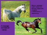 Масть лошади (цвет шерсти): белый, вороной, гнедой, в яблочках, в крапинку. У лошади шикарная грива.