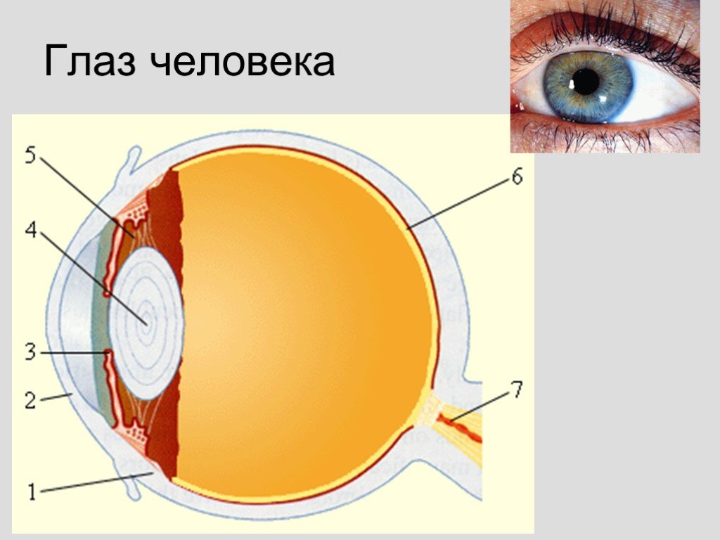 Глаз человека физика презентация