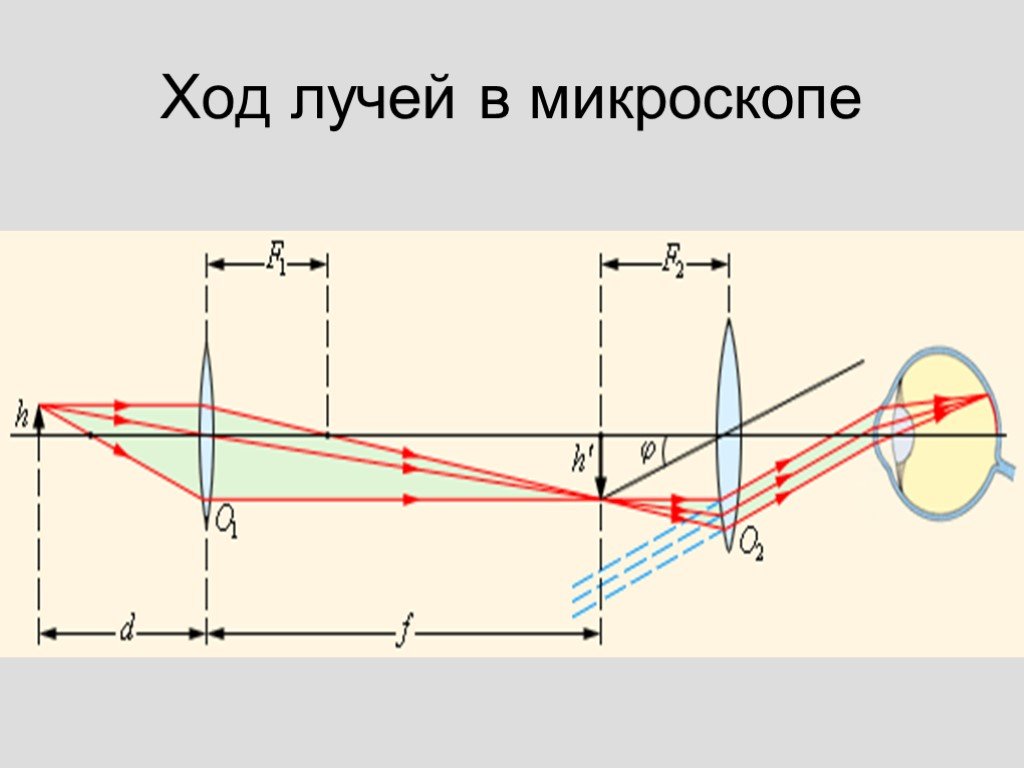 Увеличение изображения обеспечиваемое. Оптическая система ход лучей микроскопа. Ход лучей в микроскопе схема. Оптическая схема микроскопа и ход лучей. Ход лучей в оптическом микроскопе.