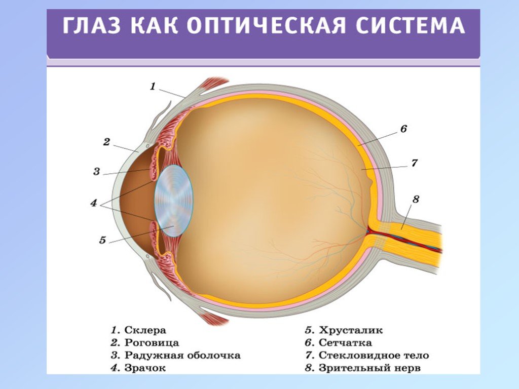 К оптической системе глаза относятся роговица хрусталик. Строение глаза оптическая система глаза. Строение оптической системы глаза человека. Оптическая система глазного яблока. Перечислить компоненты оптической системы глаза.