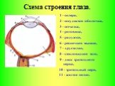 Схема строения глаза. 1 - склера, 2 - сосудистая оболочка, 3 - сетчатка, 4 - роговица, 5 - радужка, 6 - ресничная мышца, 7 - хрусталик, 8 - стекловидное тело, 9 - диск зрительного нерва, 10 - зрительный нерв, 11 - желтое пятно.