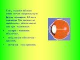 Глаз, глазное яблоко имеет почти шаровидную форму примерно 2,5 см в диаметре. Он состоит из нескольких оболочек, из них три - основные: склера - внешняя оболочка, сосудистая оболочка - средняя, сетчатка - внутренняя.