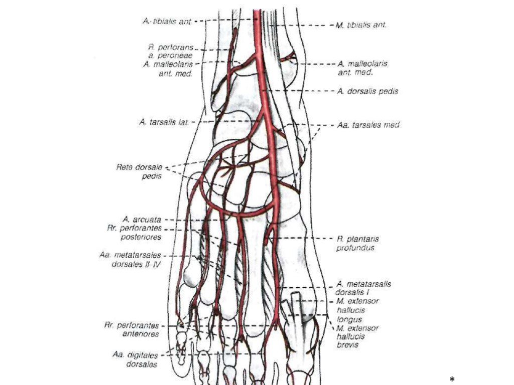 Основные артерии стопы. Сосуды таза и нижних конечностей схема. Схема артерий нижних конечностей вид спереди. Кровоснабжение нижней конечности схема.