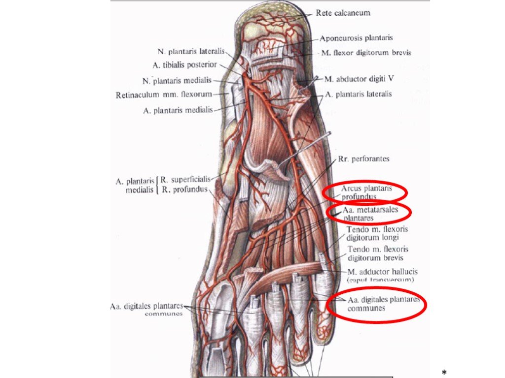 Основные артерии стопы. Дорсальная артерия стопы топография. Тыльная плюсневая артерия стопы. Тыльная поверхность стопы топографическая анатомия. Медиальная подошвенная артерия.