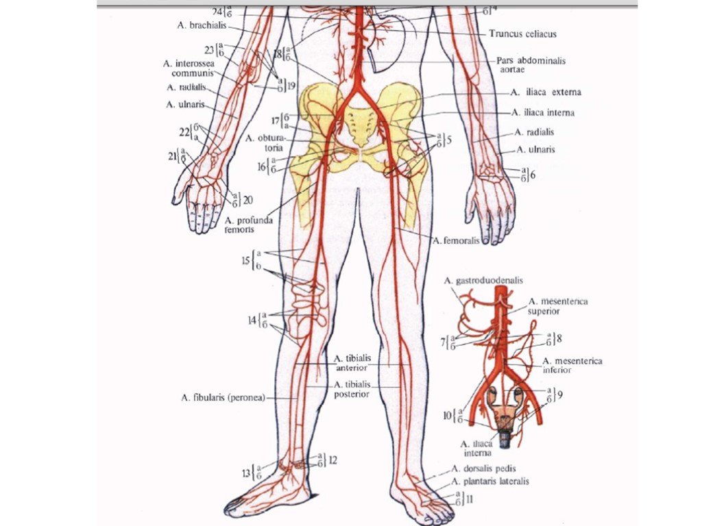 Схема артерий и вен. Кровоснабжение нижних конечностей артерии и вены. Артерии нижних конечностей области кровоснабжения. Кровоснабжение нижней конечности. Кровоснабжение нижней конечности схема.