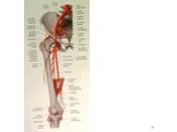 Артерии нижней конечности Слайд: 4