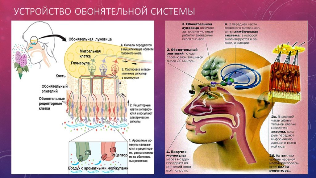 Рассмотрите орган обоняния на рисунке закрасьте обонятельные рецепторы желтым цветом